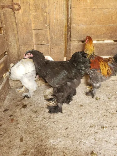 Vendo 4 frangos da raça Brahma