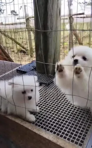 Tenho 3 machos de lulu vendo os 3 por 4.500 .....1500 cada 