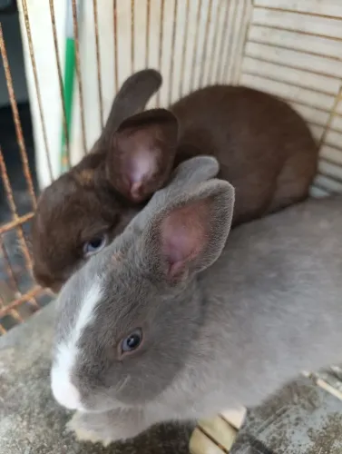 Casal de coelhinhos da raça Netherland Dwarf