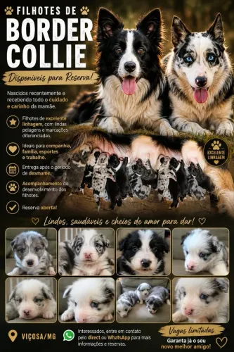 Filhote de border collie