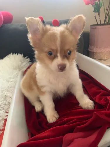 Chihuahua Macho