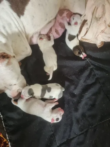 Vendo america bully com pit bull!.filhote