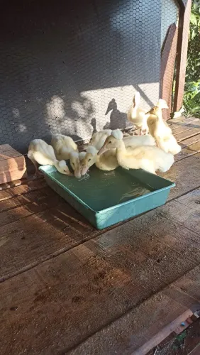 Vendo filhotes de marreco pompom 