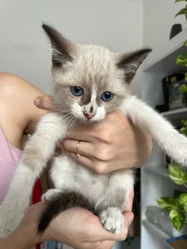 Doa-se gato filhote