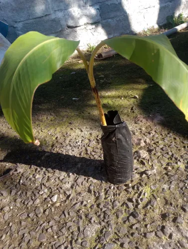 Mudas frutíferas, banana prata, abacate, orapronobis, plantadas, estatuetas, limão begamot