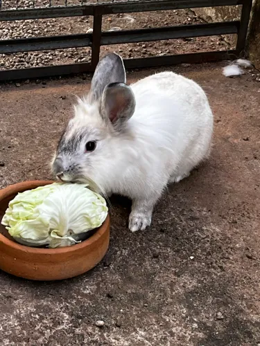 Coelhos