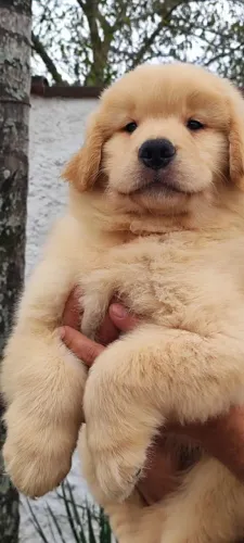 Última filhote fêmea de Golden Retriever com pedigree