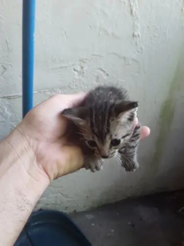 GATOS FILHOTES PARA DOAÇÃO!