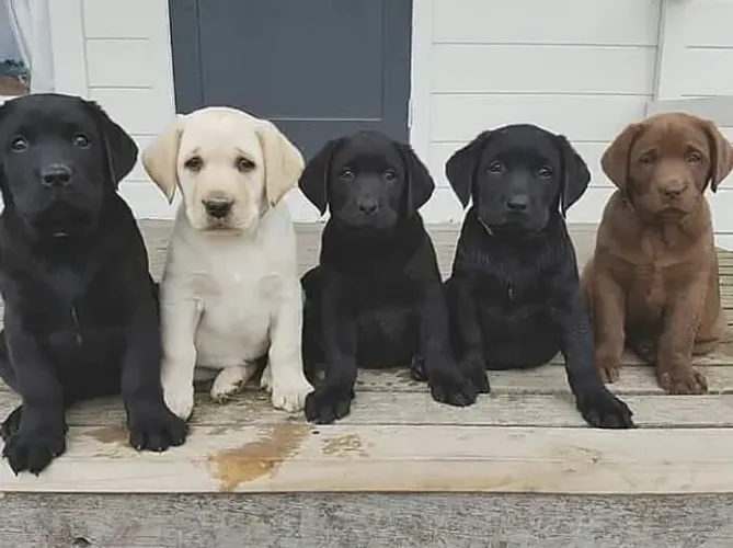 Labrador Um vínculo que se estabelece com afeto
