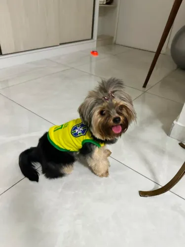 Roupa pet do brasil