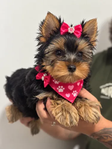 Princesa filhote de yorkshire fêmea mini com 2 doses de vacina