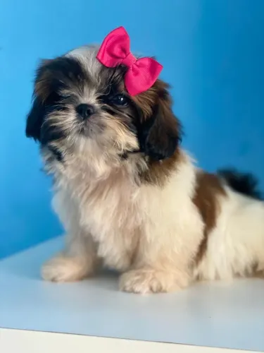 Vendo cachorro ( FEMEA) 4 MESES SHITZU RAÇA PURA