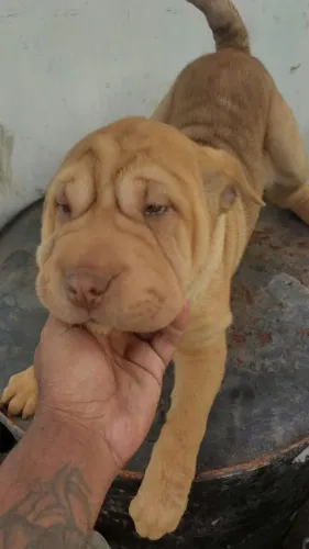 Linda filhote fêmea de Shar pei
