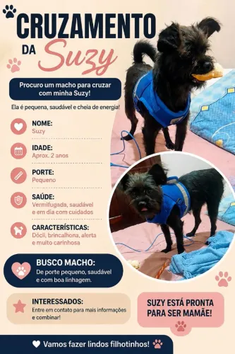 Suzy procura um namorado