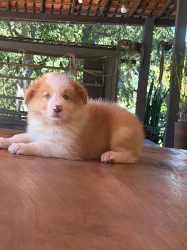 BORDER collie para Duque de caxias 