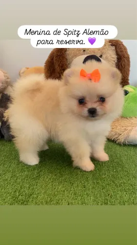 Spitz Alemão disponíveis para entrega.