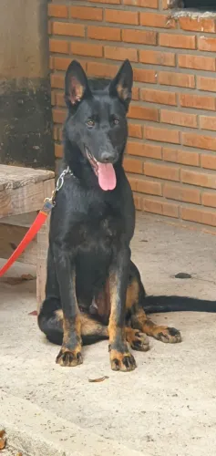 Pastor Belga macho para cruzamento