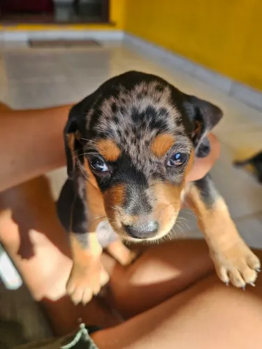 FILHOTE CACHORRO SALSICHA FEMIA E MACHO