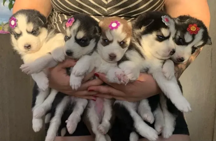Husky siberiano lindos filhotes