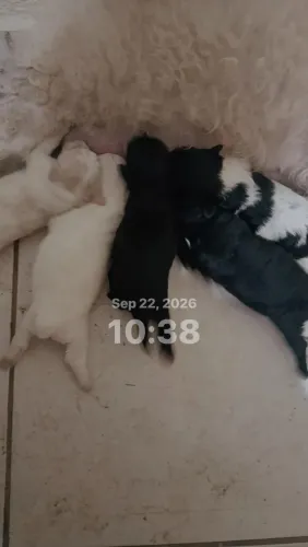 Poodle toy 