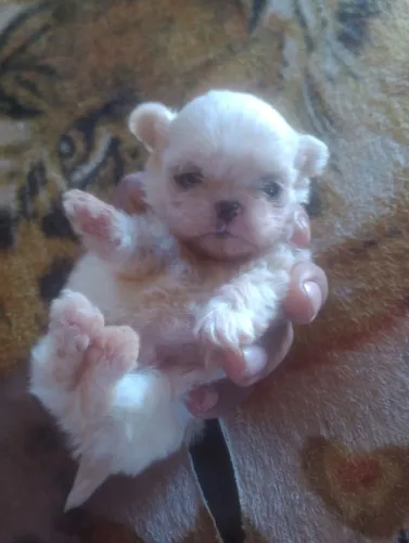Cachorro chitzu mini macho todo branco