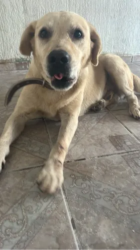 Labrador para adoção 