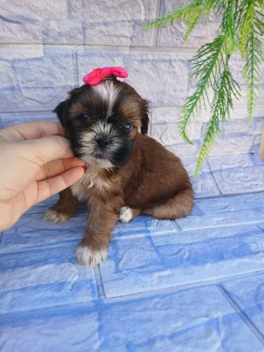 Shitzu fêmea mini lindíssima