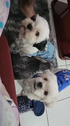 Vende-se dupla de cachorros bem cuidados - R$500
