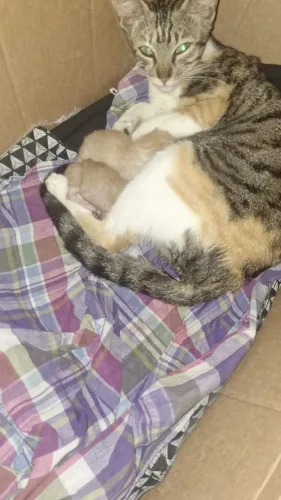 Gatos filhotes patriotas para adoção. (Nasceram 7 de setembro)