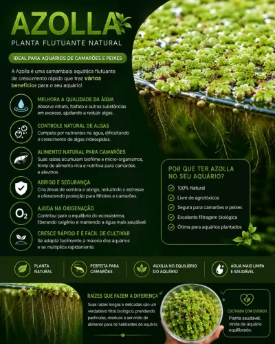 ? Azolla - Planta Flutuante para Aquários ?
