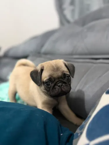 Filhotes macho de PUG