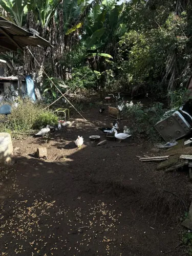 Vendo patos macho e fêmea.