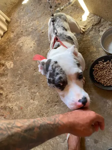 American Bully 1 ano e 3 messes femea
