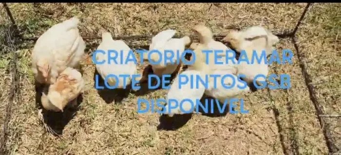 PINTOS DE GSB 