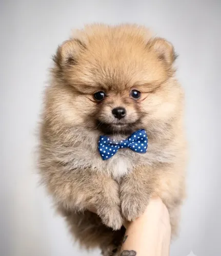 Lulu da Pomerânia laranja