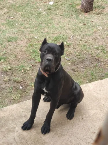 Vendo carne corso de 11 meses