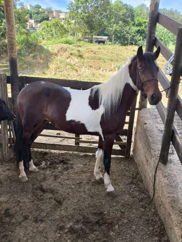 Potro mangalarga marchador controlado a venda