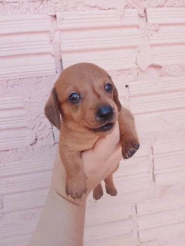 Filhote da raça daschund (salsicha) fêmea