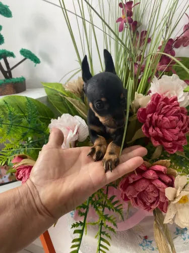Filhotes de Pinscher
