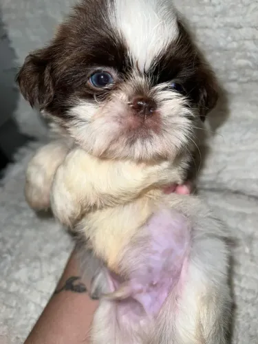 Filhote de shihtzu macho 