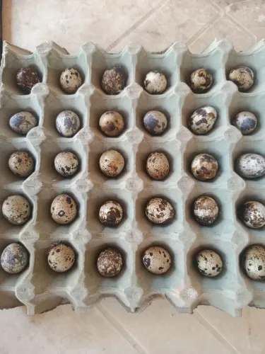 30 ovos de codornas japonesas galado