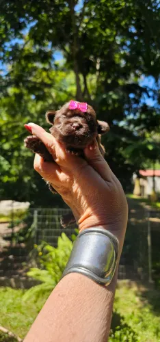 Shih-tzu fêmea - Chocolate sólida
