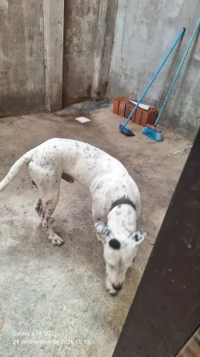 Cão para doação