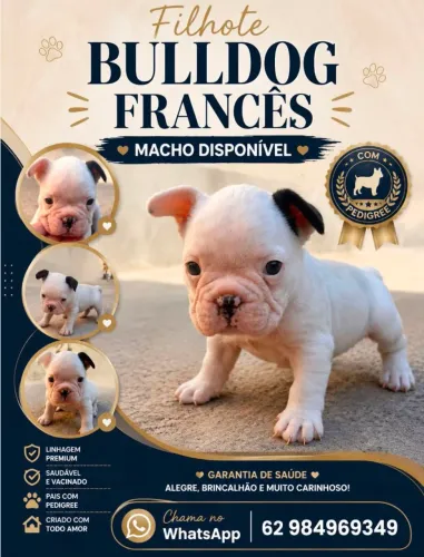 Bulldog Francês