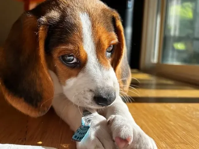 Beagle alegria