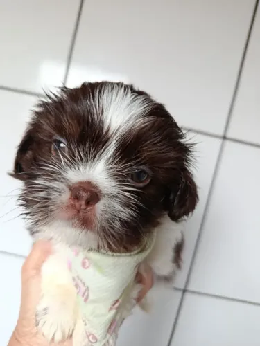Filhote shih tzu, Seus melhores dias começam com um filhote ao seu lado!