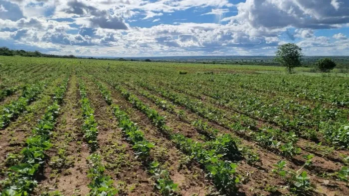 Vendo Propriedade Rural