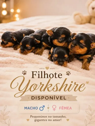 Filhote de yorkshire 