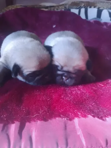 Pugs super barato 