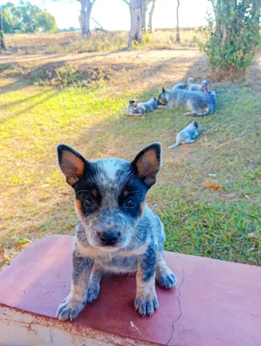 Filhotes de BLUE Heeler disponível